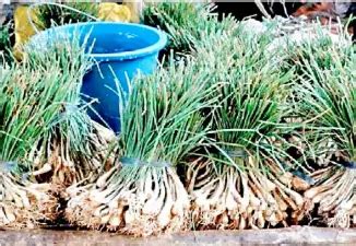 sibujing in english|Importance of our indigenous veggies .